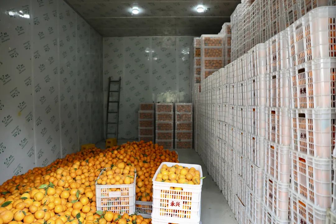 柑橘冷庫保鮮溫度，柑橘冷庫儲存1-9個月方法介紹